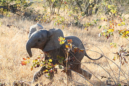 baby elephant walking on brown grass thumbnail