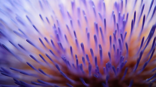 macro shot of purple flower thumbnail