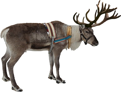gray and white moose photo thumbnail