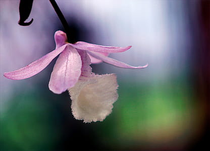 Photo of Pink Flower thumbnail