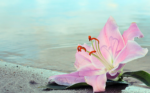 pink petaled flower on seashore thumbnail