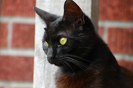 short-fur bombay cat thumbnail