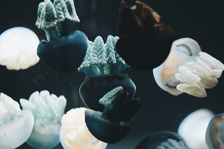 water, underwater, jellyfish, creature thumbnail