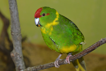 Goats Parakeet, Running Parakeet thumbnail