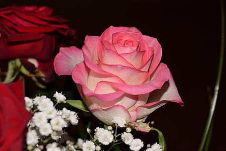 close up photo of pink rose thumbnail