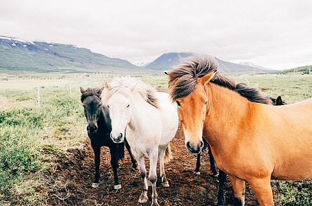 three brown,white,and black horse thumbnail
