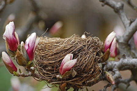 shallow focus photography of bird nest with pink flowers thumbnail