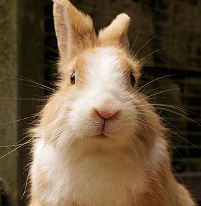 brown rabbit thumbnail