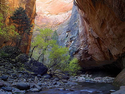 green leafed plant under brown canyon thumbnail