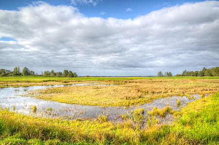 Green Grass Field thumbnail