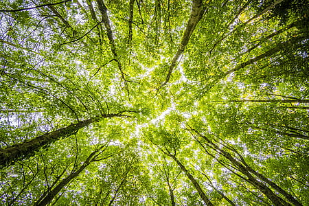 low angle photo of green leaf trees over cloudy sky at daytime thumbnail
