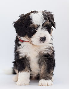 Tricolor Maltese Puppy thumbnail