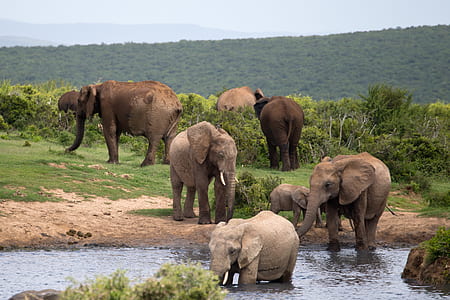 group of elephant drinking water thumbnail