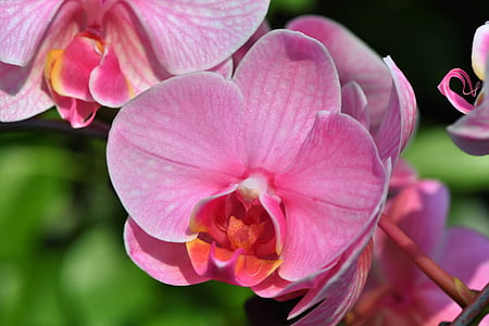 closeup photography of pink moth orchid at daytime thumbnail