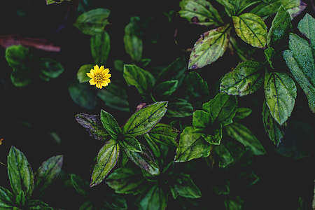 close up photo of yellow petaled flowers in bloom thumbnail