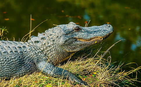 selective focus photography of crocodile by the river bank thumbnail