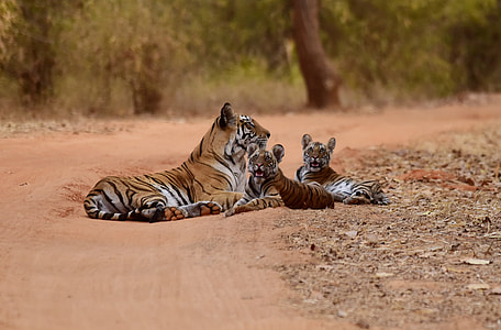 tilt shift lens photography of three tigers during daytime thumbnail