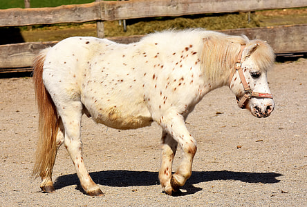 photo of brown and white yearling thumbnail