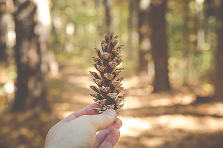selective focus photography of person holding brown pine cone thumbnail