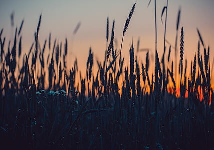 Close-up Photography of Grass thumbnail