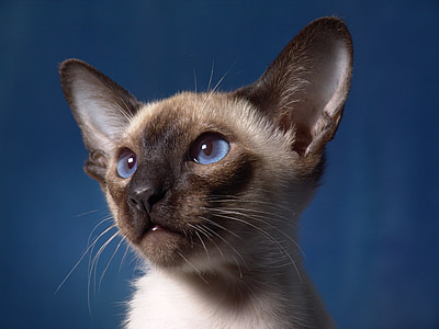siamese cat thumbnail