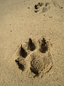 dog paw on sand thumbnail