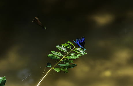 selective focus photography of blue dragonfly perched on green leaf plant thumbnail