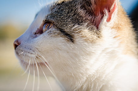 calico cat thumbnail
