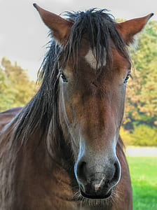 close-up photo of brown horse thumbnail