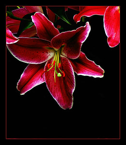 red and green petaled flower thumbnail