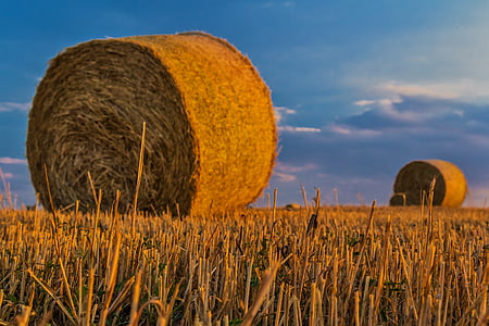 field of grass thumbnail