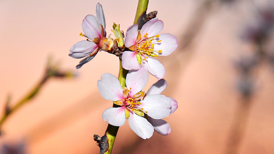 pink flowers in shallow focus shot thumbnail