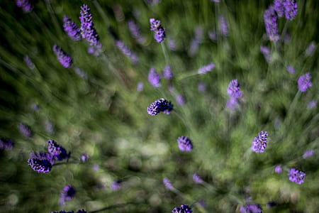 purple flowers thumbnail