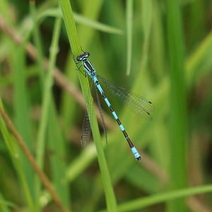 selective focus photography of black and teal damselfly thumbnail