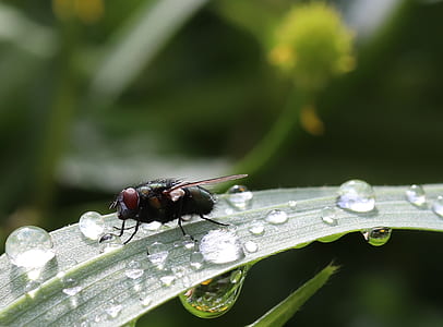 green bottlefly perched on green leafed tree with water drops thumbnail