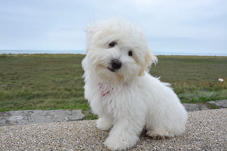 white dog sitting on concrete pebbles thumbnail