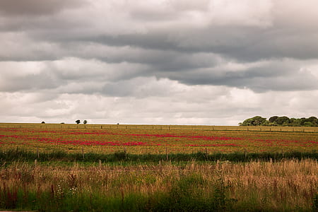 landscape photography of green farm thumbnail
