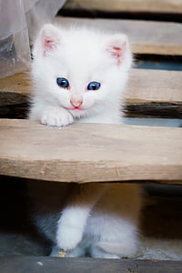 white kitten thumbnail