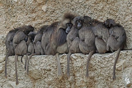 group of monkey thumbnail
