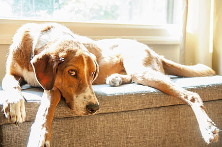 Dog Laying By The Window thumbnail