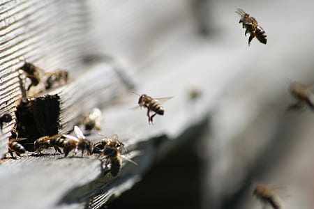 group of yellow-and-black bumblebees thumbnail