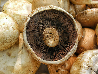 brown mushroom on top of brown mushrooms thumbnail