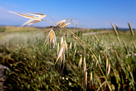 shallow focus photography of brown grass in grass field during daytime thumbnail