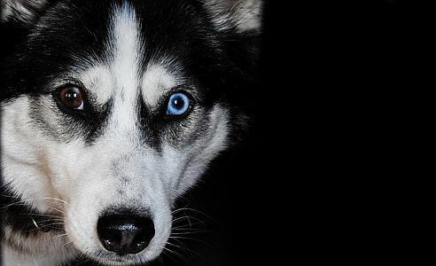 odd eyed Siberian husky thumbnail