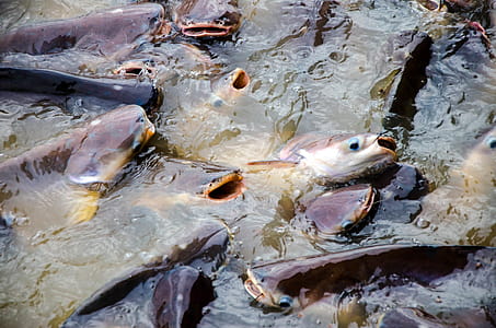 Fish in Chopraya River in Thailand thumbnail
