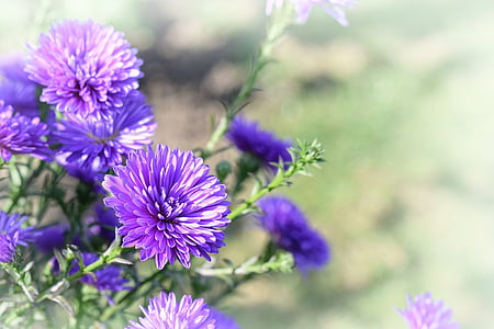 purple petaled flower thumbnail
