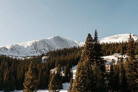 trees and snow during daytime thumbnail