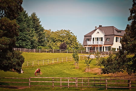 white and brown mansion with green grass field front yard with horses at daytime thumbnail
