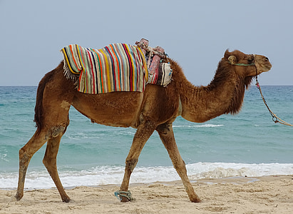 brown camel on seashore during daytime thumbnail