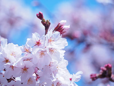 white cherry blossom thumbnail